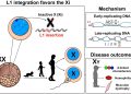 Cromosoma X, l’inattivazione attira mutazioni L1