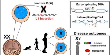 Cromosoma X, l’inattivazione attira mutazioni L1