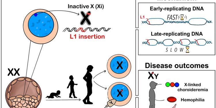 Cromosoma X, l’inattivazione attira mutazioni L1