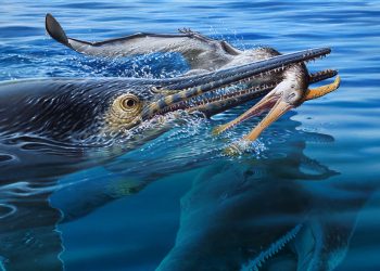 Fossile d’ittiosauro svela una catena alimentare tripla
