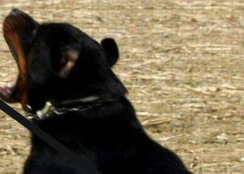 Nardò, 72enne ucciso da due rottweiler
