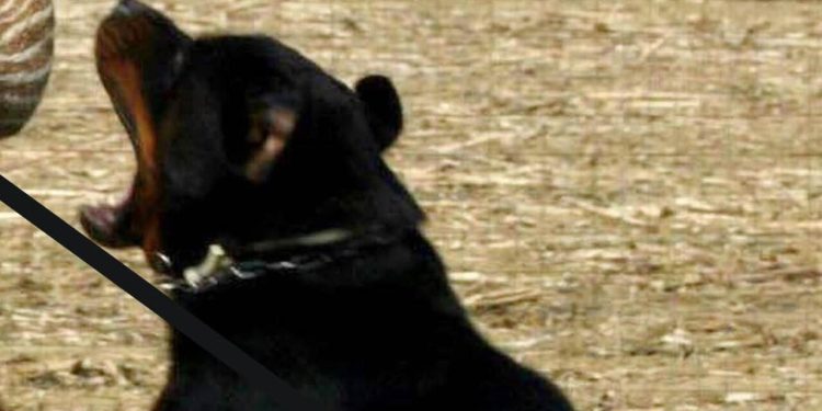 Nardò, 72enne ucciso da due rottweiler